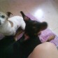 yacky y milo